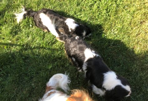 Elevage de cavalier king charles